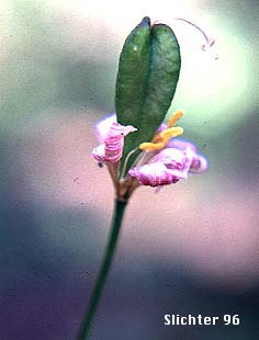 Seed pod of Alpine Fawnlily, Avalanche Lily, White Avalanche-lily: Erythronium montanum