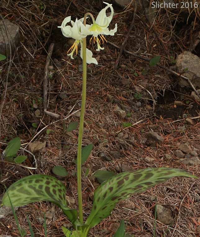 Deer's Tongue, Giant Fawnlily, Oregon Fawnlily, Giant White Fawnlily, Giant White Fawn-lily, Wild Easter Lily: Erythronium oregonum (Synonyms: Erythronium giganteum, Erythronium giganteum ssp. leucandrum, Erythronium oregonum ssp. leucandrum, Erythronium oregonum var. leucandrum, Erythronium oregonum ssp. oregonum, Erythronium oregonum var. oregonum)