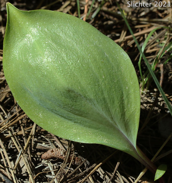 Basal leaf of Checker Lily, Chocolate Lily, Mission Bells: Fritillaria affinis (Synonym: Fritillaria lanceolata)