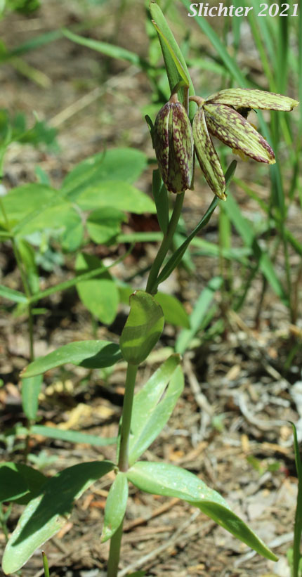 Checker Lily, Chocolate Lily, Mission Bells: Fritillaria affinis (Synonym: Fritillaria lanceolata)