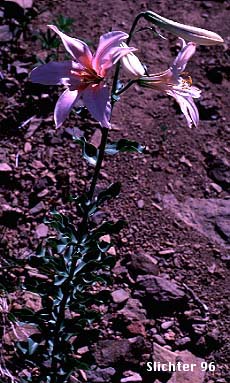 Washington Lily, Shasta Lily: Lilium washingtonianum (Synonyms: Lilium washingtonianum ssp. purpurascens, Lilium washingtonianum var. purpurascens)