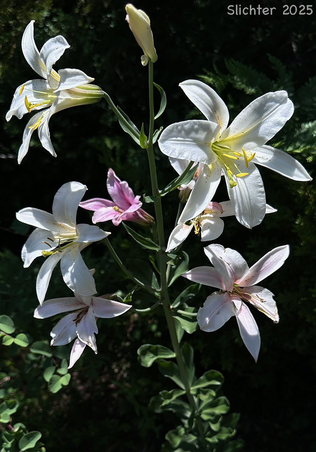 Cascade Lily, Washington Lily, Shasta Lily: Lilium washingtonianum ssp. purpurascens (Synonym: Lilium washingtonianum var. purpurascens)