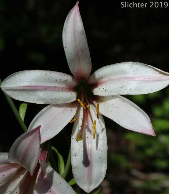 Washington Lily, Shasta Lily: Lilium washingtonianum (Synonyms: Lilium washingtonianum ssp. purpurascens, Lilium washingtonianum var. purpurascens)