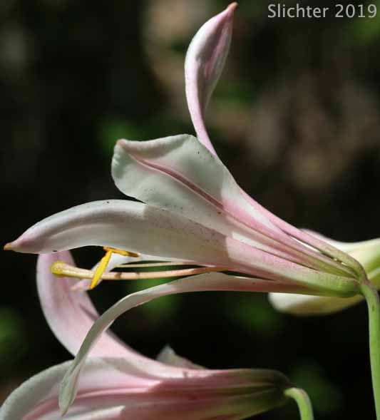 Washington Lily, Shasta Lily: Lilium washingtonianum (Synonyms: Lilium washingtonianum ssp. purpurascens, Lilium washingtonianum var. purpurascens)