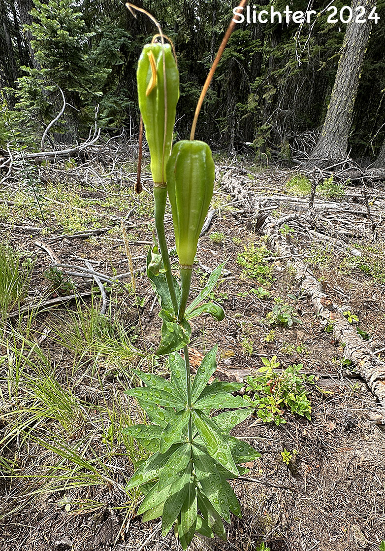Green fruits of Cascade Lily, Washington Lily, Shasta Lily: Lilium washingtonianum ssp. purpurascens (Synonym: Lilium washingtonianum var. purpurascens)