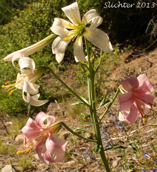 Washington Lily, Shasta Lily: Lilium washingtonianum (Synonyms: Lilium washingtonianum ssp. purpurascens, Lilium washingtonianum var. purpurascens)