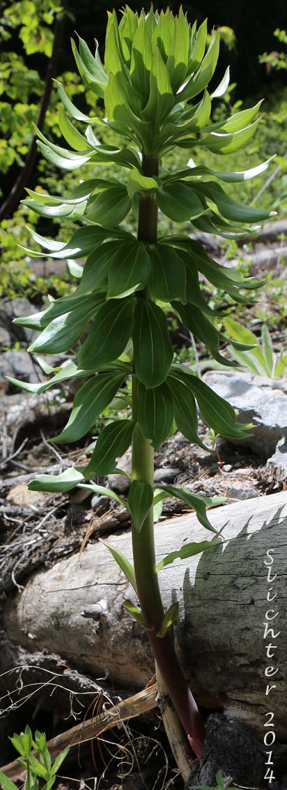 Washington Lily, Shasta Lily: Lilium washingtonianum (Synonyms: Lilium washingtonianum ssp. purpurascens, Lilium washingtonianum var. purpurascens)