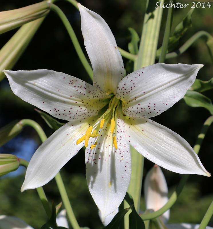 Flower of Washington Lily, Shasta Lily: Lilium washingtonianum (Synonyms: Lilium washingtonianum ssp. purpurascens, Lilium washingtonianum var. purpurascens)