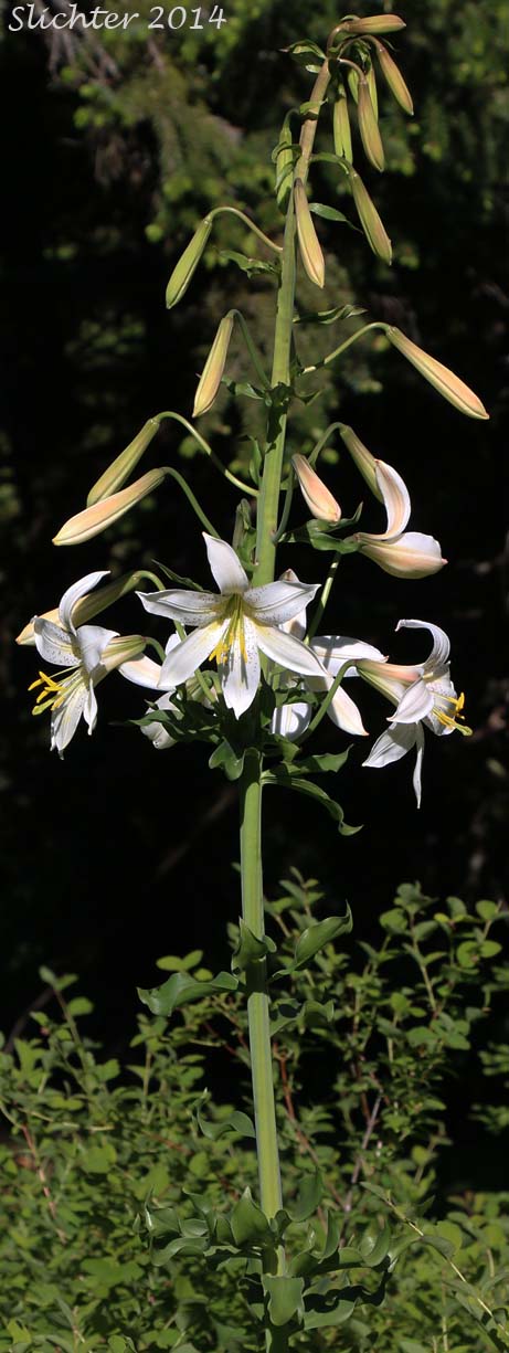 Washington Lily, Shasta Lily: Lilium washingtonianum (Synonyms: Lilium washingtonianum ssp. purpurascens, Lilium washingtonianum var. purpurascens)
