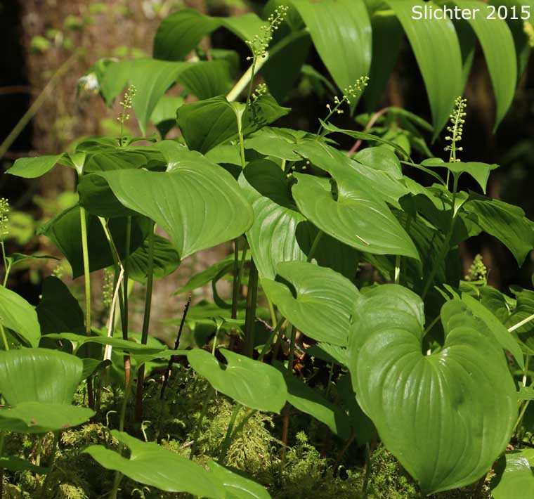 False Lily-of-the-valley, Wild Lily-of-the-valley, Two-leaf False Solomon's-seal, Beadruby: Maianthemum dilatatum (Synonyms: Maianthemum bifolium, Maianthemum bifolium var. kamtschaticum)