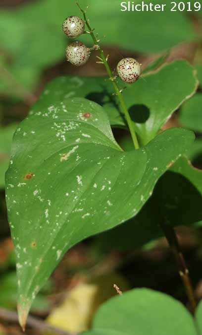 False Lily-of-the-valley, Wild Lily-of-the-valley, Two-leaf False Solomon's-seal, Beadruby: Maianthemum dilatatum (Synonyms: Maianthemum bifolium, Maianthemum bifolium var. kamtschaticum)