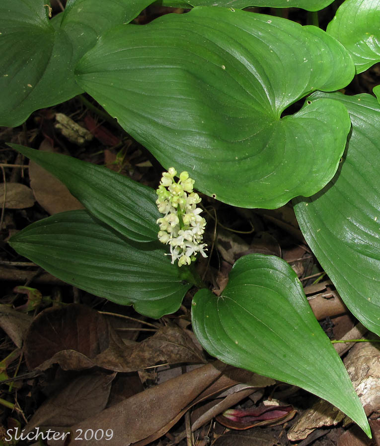 False Lily-of-the-valley, Wild Lily-of-the-valley, Two-leaf False Solomon's-seal, Beadruby: Maianthemum dilatatum (Synonyms: Maianthemum bifolium, Maianthemum bifolium var. kamtschaticum)