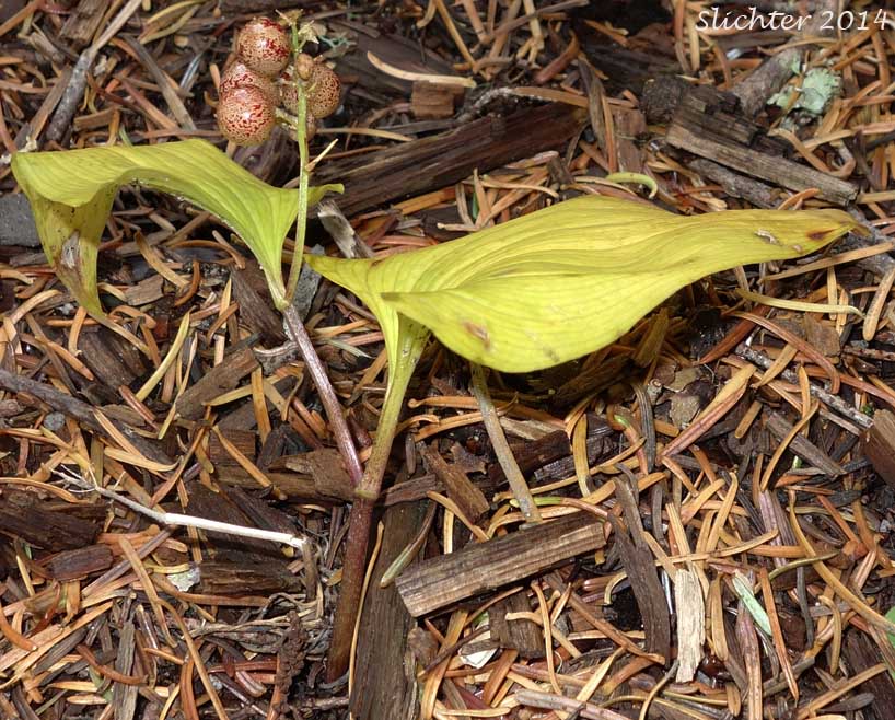 Maturing fruits of False Lily-of-the-valley, Wild Lily-of-the-valley, Two-leaf False Solomon's-seal, Beadruby: Maianthemum dilatatum (Synonyms: Maianthemum bifolium, Maianthemum bifolium var. kamtschaticum)