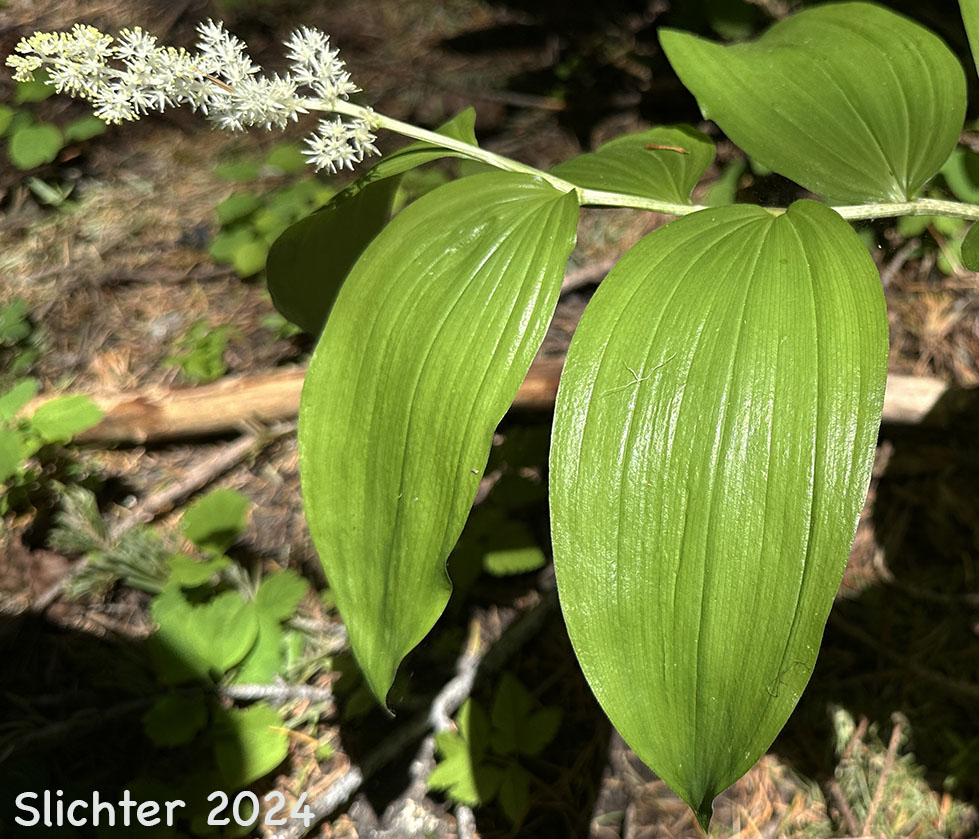 Large False Solomon's Seal, Western Solomon Plume, Feathery False Lily-of-the-valley, Plumed Solomon's Seal, Plumed Spikenard: Maianthemum racemosum ssp. amplexicaule (Synonyms: Smilacina amplexicaulis, Smilacina amplexicaulis var. amplexicaulis, Smilacina amplexicaulis var. glabra, Smilacina racemosa)