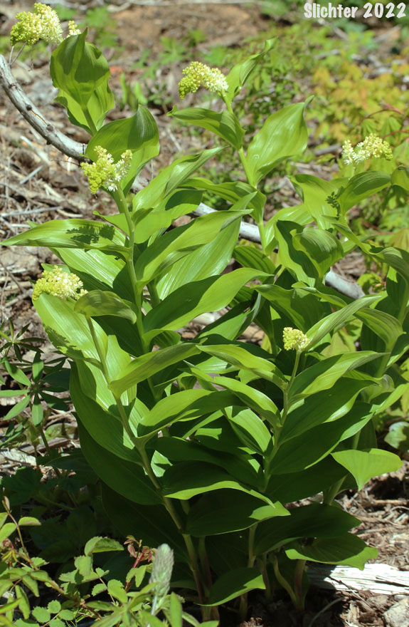 Large False Solomon's Seal, Western Solomon Plume, Feathery False Lily-of-the-valley, Plumed Solomon's Seal, Plumed Spikenard: Maianthemum racemosum ssp. amplexicaule (Synonyms: Smilacina amplexicaulis, Smilacina amplexicaulis var. amplexicaulis, Smilacina amplexicaulis var. glabra, Smilacina racemosa)