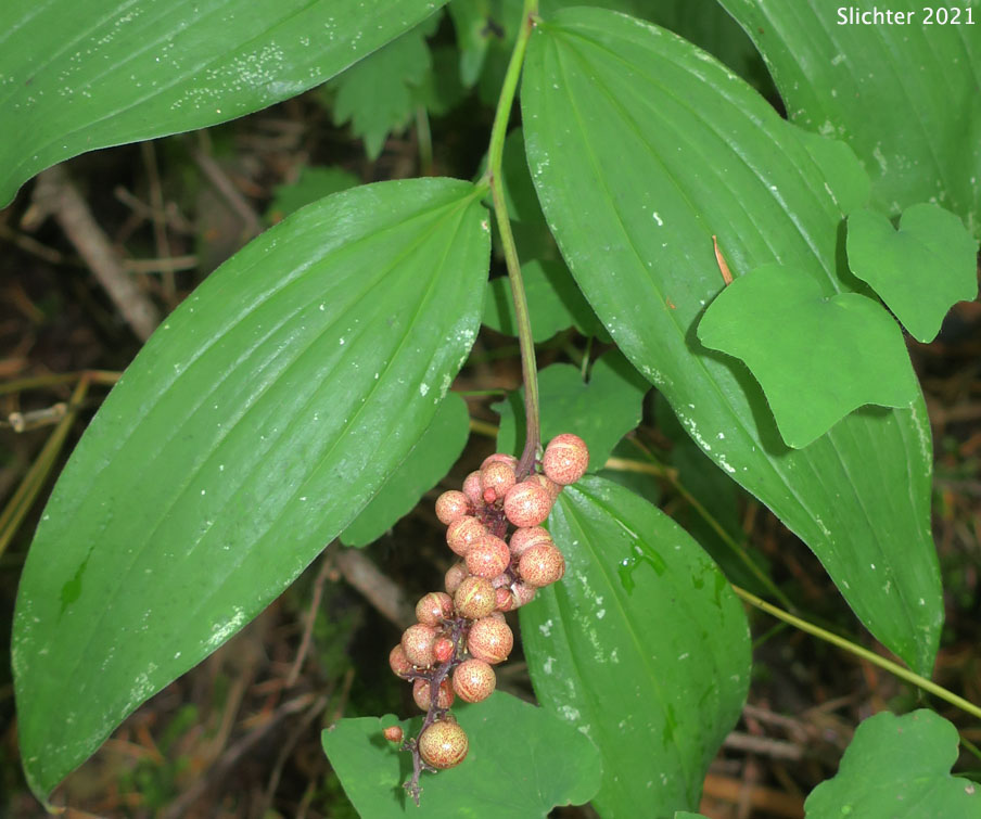 Large False Solomon's Seal, Western Solomon Plume, Feathery False Lily-of-the-valley, Plumed Solomon's Seal, Plumed Spikenard: Maianthemum racemosum ssp. amplexicaule (Synonyms: Smilacina amplexicaulis, Smilacina amplexicaulis var. amplexicaulis, Smilacina amplexicaulis var. glabra, Smilacina racemosa)