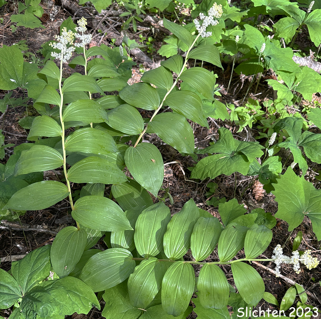 Large False Solomon's Seal, Western Solomon Plume, Feathery False Lily-of-the-valley, Plumed Solomon's Seal, Plumed Spikenard: Maianthemum racemosum ssp. amplexicaule (Synonyms: Smilacina amplexicaulis, Smilacina amplexicaulis var. amplexicaulis, Smilacina amplexicaulis var. glabra, Smilacina racemosa)