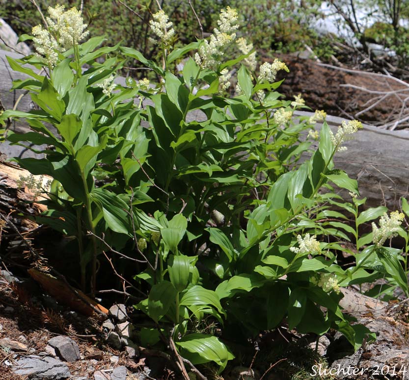 Large False Solomon's Seal, Western Solomon Plume, Feathery False Lily-of-the-valley, Plumed Solomon's Seal, Plumed Spikenard: Maianthemum racemosum ssp. amplexicaule (Synonyms: Smilacina amplexicaulis, Smilacina amplexicaulis var. amplexicaulis, Smilacina amplexicaulis var. glabra, Smilacina racemosa)