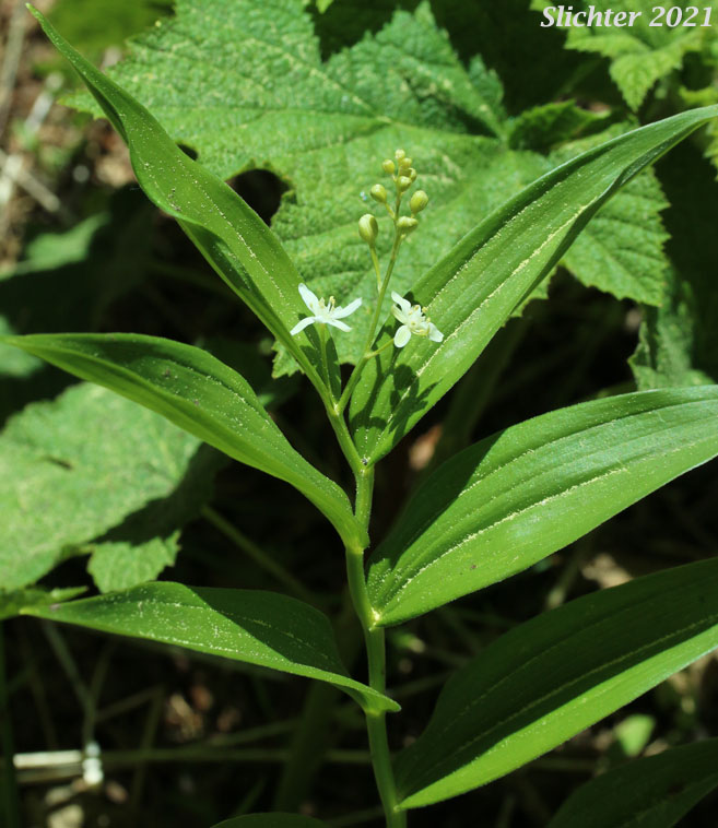 Small False Solomon's Seal, Star-flowered False Solomon Seal, Starry False Lily-of-the-valley, Starry False Solomon's Seal, Starry Solomon Plume: Maianthemum stellatum (Synonyms: Convallaria stellata, Smilacina liliacea, Smilacina sessilifolia, Smilacina stellata, Unifolium liliaceum, Unifolium sessilifolium, Unifolium stellatum, Vagnera liliacea, Vagnera sessilifolia, Vagnera stellata)