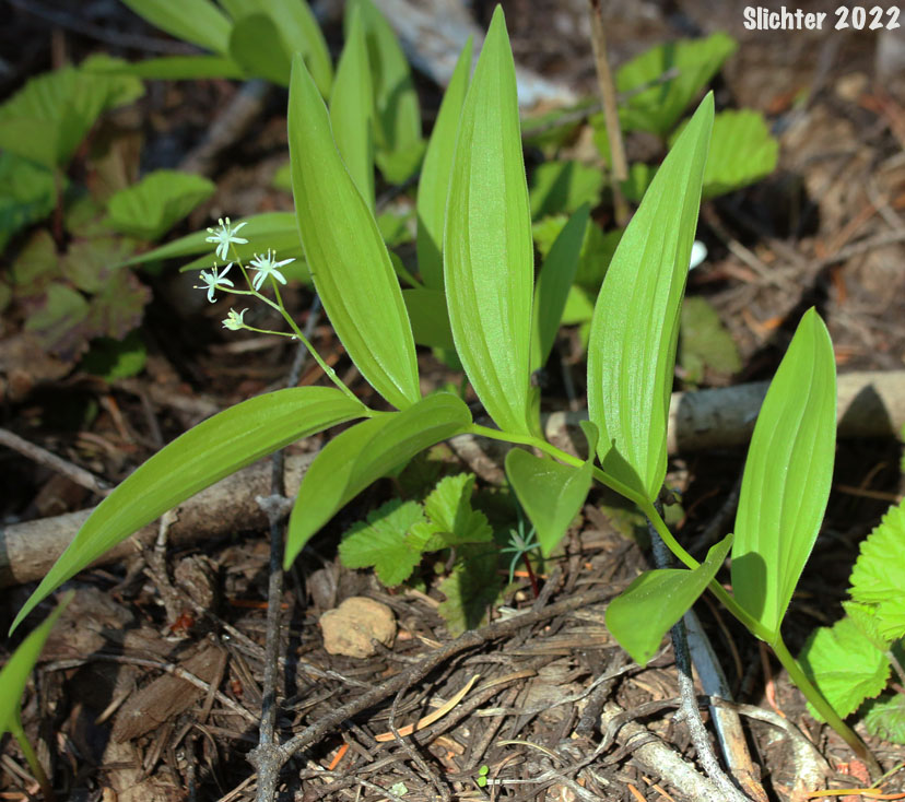 Small False Solomon's Seal, Star-flowered False Solomon Seal, Starry False Lily-of-the-valley, Starry False Solomon's Seal, Starry Solomon Plume: Maianthemum stellatum (Synonyms: Convallaria stellata, Smilacina liliacea, Smilacina sessilifolia, Smilacina stellata, Unifolium liliaceum, Unifolium sessilifolium, Unifolium stellatum, Vagnera liliacea, Vagnera sessilifolia, Vagnera stellata)