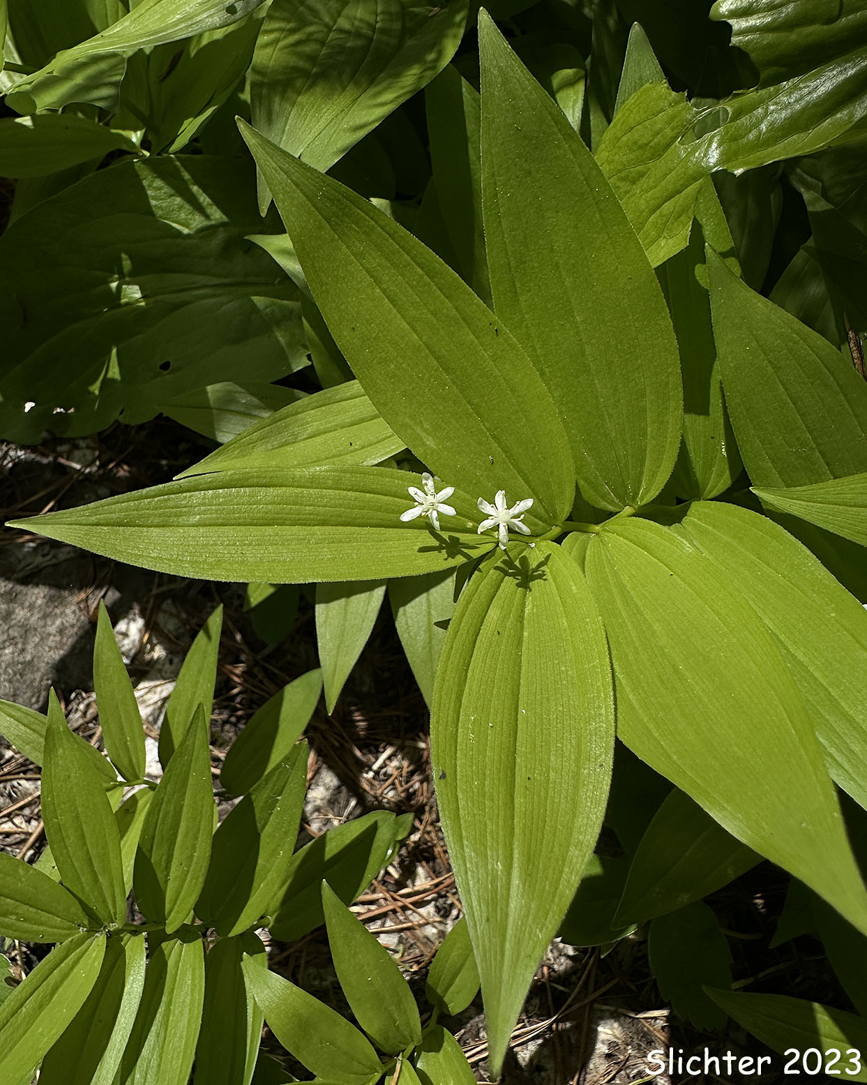 Small False Solomon's Seal, Star-flowered False Solomon Seal, Starry False Lily-of-the-valley, Starry False Solomon's Seal, Starry Solomon Plume: Maianthemum stellatum (Synonyms: Convallaria stellata, Smilacina liliacea, Smilacina sessilifolia, Smilacina stellata, Unifolium liliaceum, Unifolium sessilifolium, Unifolium stellatum, Vagnera liliacea, Vagnera sessilifolia, Vagnera stellata)