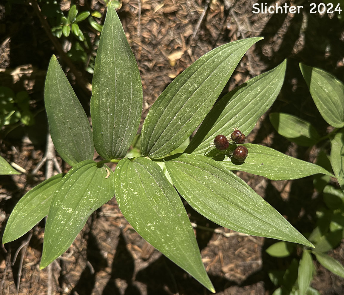 Maturing fruits of Small False Solomon's Seal, Star-flowered False Solomon Seal, Starry False Lily-of-the-valley, Starry False Solomon's Seal, Starry Solomon Plume: Maianthemum stellatum (Synonyms: Convallaria stellata, Smilacina liliacea, Smilacina sessilifolia, Smilacina stellata, Unifolium liliaceum, Unifolium sessilifolium, Unifolium stellatum, Vagnera liliacea, Vagnera sessilifolia, Vagnera stellata)
