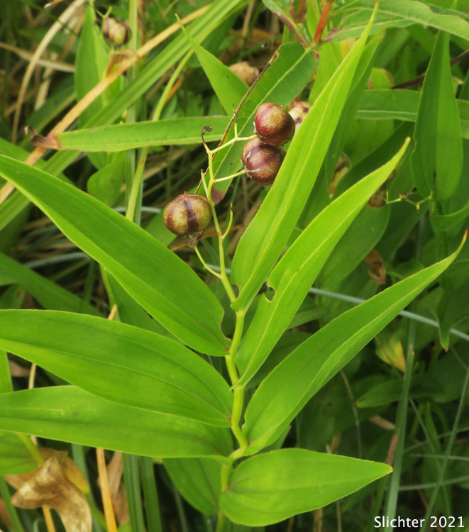 Small False Solomon's Seal, Star-flowered False Solomon Seal, Starry False Lily-of-the-valley, Starry False Solomon's Seal, Starry Solomon Plume: Maianthemum stellatum (Synonyms: Convallaria stellata, Smilacina liliacea, Smilacina sessilifolia, Smilacina stellata, Unifolium liliaceum, Unifolium sessilifolium, Unifolium stellatum, Vagnera liliacea, Vagnera sessilifolia, Vagnera stellata)