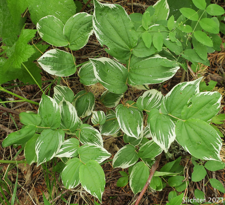 Hooker's Fairybells, Hooker's Fairy Bells, Hooker's Fairy-bell, Oregon Fairybells: Prosartes hookeri (Synonyms: Disporum hookeri, Disporum hookeri var. hookeri, Disporum hookeri var. oreganum, Disporum hookeri var. parviflorum, Disporum hookeri var. trachyandrum, Disporum oreganum, Disporum parvifolium, Disporum trachyandrum, Prosartes hookeri var. oregana)