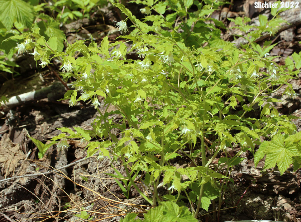 Hooker's Fairybells, Hooker's Fairy Bells, Hooker's Fairy-bell, Oregon Fairybells: Prosartes hookeri (Synonyms: Disporum hookeri, Disporum hookeri var. hookeri, Disporum hookeri var. oreganum, Disporum hookeri var. parviflorum, Disporum hookeri var. trachyandrum, Disporum oreganum, Disporum parvifolium, Disporum trachyandrum, Prosartes hookeri var. oregana)