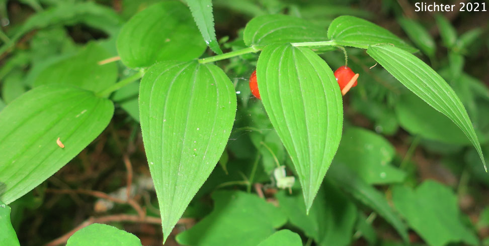Maturing fruits of Rosy Twistedstalk, Rosy Twisted Stalk, Rosy Twisted-stalk, Simplestem Twistedstalk, Simple-stemmed Twisted-stalk: Streptopus lanceolatus (Synonyms: Strepatopus curvipes, Streptopus lanceolatus var. curvipes, Streptopus roseus, Streptopus roseus var. curvipes)
