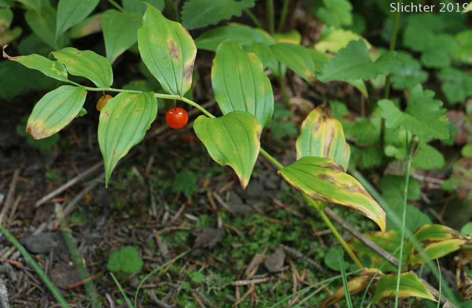 Maturing fruits of Rosy Twistedstalk, Rosy Twisted Stalk, Rosy Twisted-stalk, Simplestem Twistedstalk, Simple-stemmed Twisted-stalk: Streptopus lanceolatus (Synonyms: Strepatopus curvipes, Streptopus lanceolatus var. curvipes, Streptopus roseus, Streptopus roseus var. curvipes)