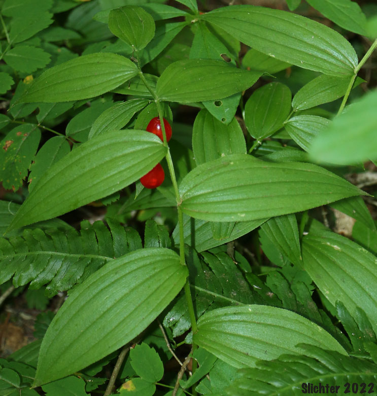 Maturing fruits of Rosy Twistedstalk, Rosy Twisted Stalk, Rosy Twisted-stalk, Simplestem Twistedstalk, Simple-stemmed Twisted-stalk: Streptopus lanceolatus (Synonyms: Strepatopus curvipes, Streptopus lanceolatus var. curvipes, Streptopus roseus, Streptopus roseus var. curvipes)
