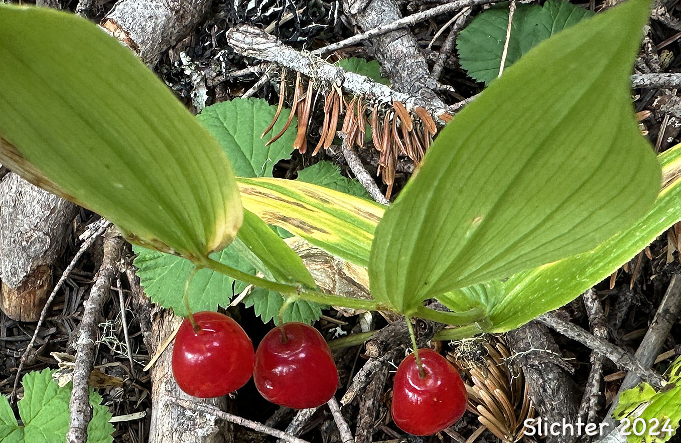 Mature fruits of Rosy Twistedstalk, Rosy Twisted Stalk, Rosy Twisted-stalk, Simplestem Twistedstalk, Simple-stemmed Twisted-stalk: Streptopus lanceolatus (Synonyms: Strepatopus curvipes, Streptopus lanceolatus var. curvipes, Streptopus roseus, Streptopus roseus var. curvipes)