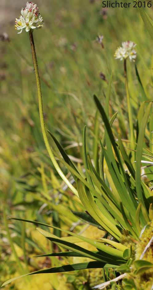 Western False Asphodel, Sticky Asphodel, Sticky Tofieldia, Shortstyle Tofieldia: Triantha occidentalis ssp. brevistyla (Synonyms: Tofieldia glutinosa ssp. absona, Tofieldia glutinosa ssp. brevistyla, Tofieldia glutinosa var. absona, Tofieldia glutinosa var. brevistyla, Tofieldia glutinosa var. intermedia)
