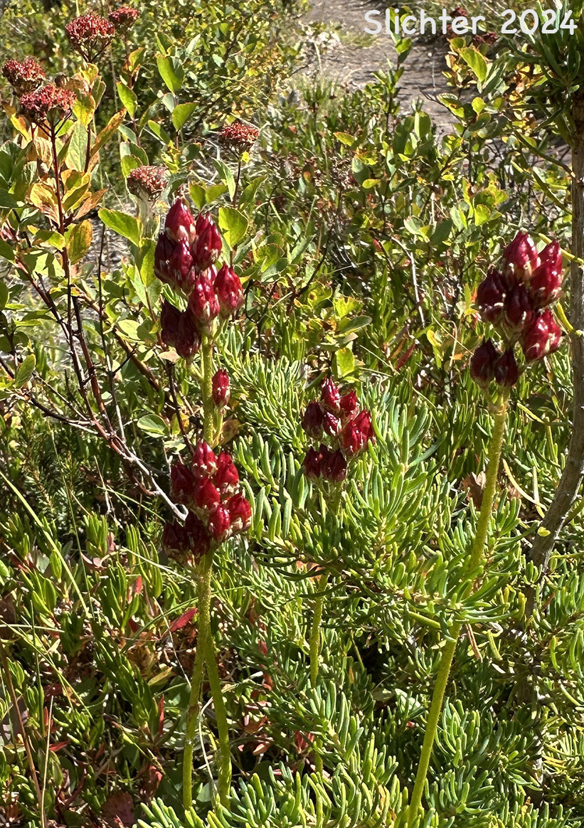 Ripening fruits of Western False Asphodel, Sticky Asphodel, Sticky Tofieldia, Shortstyle Tofieldia: Triantha occidentalis ssp. brevistyla (Synonyms: Tofieldia glutinosa ssp. absona, Tofieldia glutinosa ssp. brevistyla, Tofieldia glutinosa var. absona, Tofieldia glutinosa var. brevistyla, Tofieldia glutinosa var. intermedia)