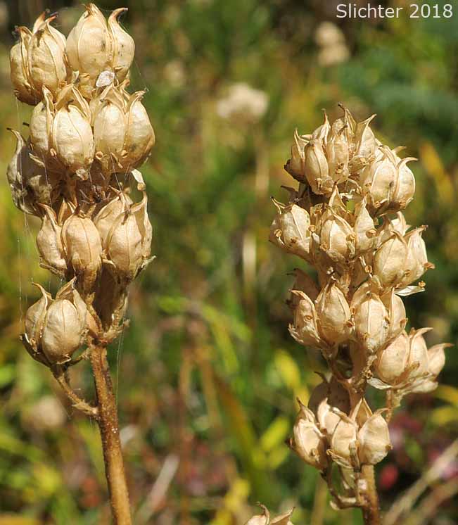 Seed heads of Western False Asphodel, Sticky Asphodel, Sticky Tofieldia, Shortstyle Tofieldia: Triantha occidentalis ssp. brevistyla (Synonyms: Tofieldia glutinosa ssp. absona, Tofieldia glutinosa ssp. brevistyla, Tofieldia glutinosa var. absona, Tofieldia glutinosa var. brevistyla, Tofieldia glutinosa var. intermedia)