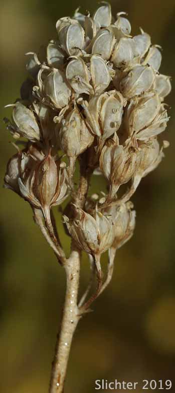 Western False-asphodel, Western Tofieldia: Triantha occidentalis ssp. occidentalis (Synonyms: Tofieldia glutinosa ssp. occidentalis, Tofieldia glutinosa var. occidentalis, Tofieldia occidentalis, Tofieldia occidentalis ssp. occidentalis)