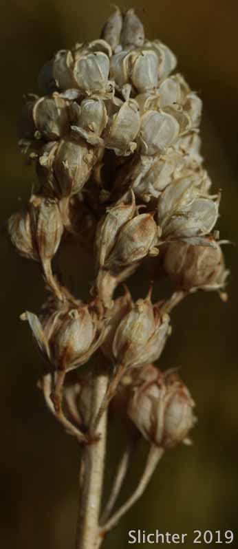 Western False-asphodel, Western Tofieldia: Triantha occidentalis ssp. occidentalis (Synonyms: Tofieldia glutinosa ssp. occidentalis, Tofieldia glutinosa var. occidentalis, Tofieldia occidentalis, Tofieldia occidentalis ssp. occidentalis)