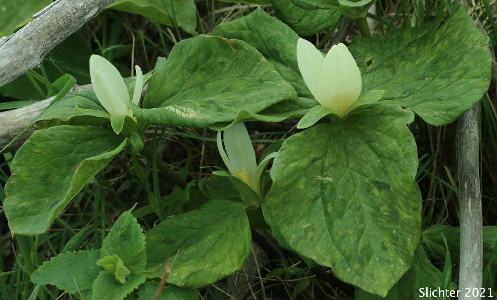 Giant Trillium, Sessile Trillium: Trillium albidum ssp. albidum (Synonym: Trillium chloropetalum)