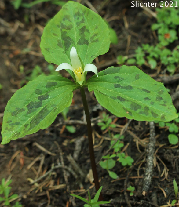Small-flowered Trillium: Trillium albidum ssp. parviflorum (Synonyms: Trillium chloropetalum, Trillium parviflorum)
