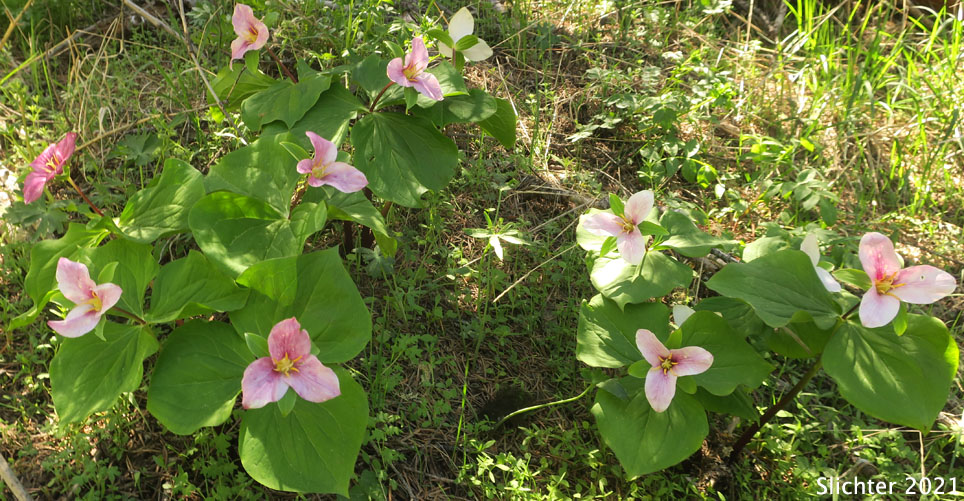 Pacific Trillium, Western Wake-robin, Western Trillium: Trillium ovatum ssp. ovatum (Synonym: Trillium ovatum var. ovatum)