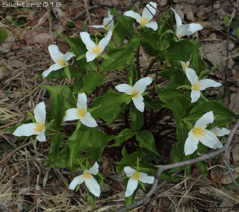 Pacific Trillium, Western Wake-robin, Western Trillium: Trillium ovatum ssp. ovatum (Synonym: Trillium ovatum var. ovatum)