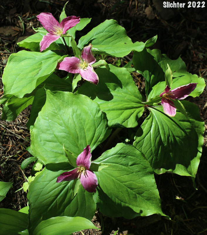 Pacific Trillium, Western Wake-robin, Western Trillium: Trillium ovatum ssp. ovatum (Synonym: Trillium ovatum var. ovatum)