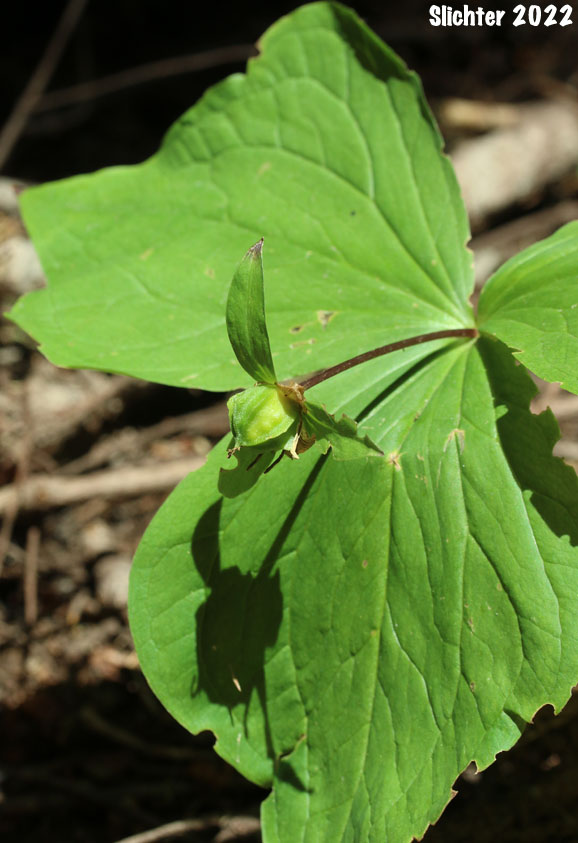 Pacific Trillium, Western Wake-robin, Western Trillium: Trillium ovatum ssp. ovatum (Synonym: Trillium ovatum var. ovatum)