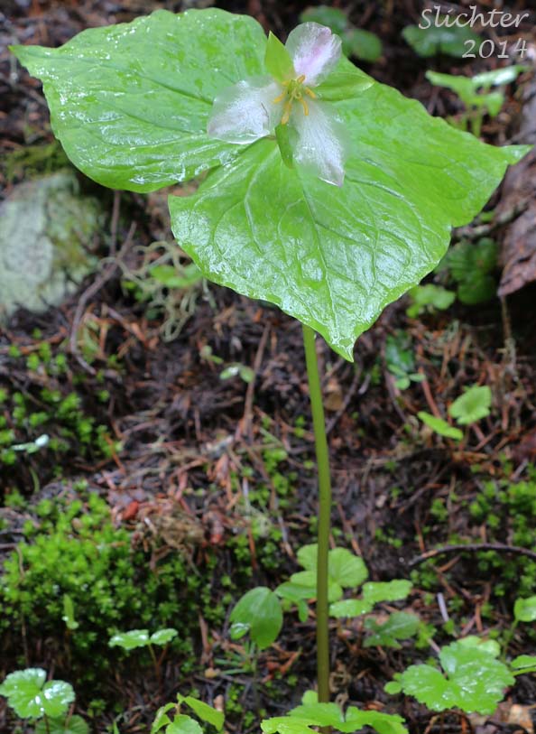 Pacific Trillium, Western Wake-robin, Western Trillium: Trillium ovatum ssp. ovatum (Synonym: Trillium ovatum var. ovatum)