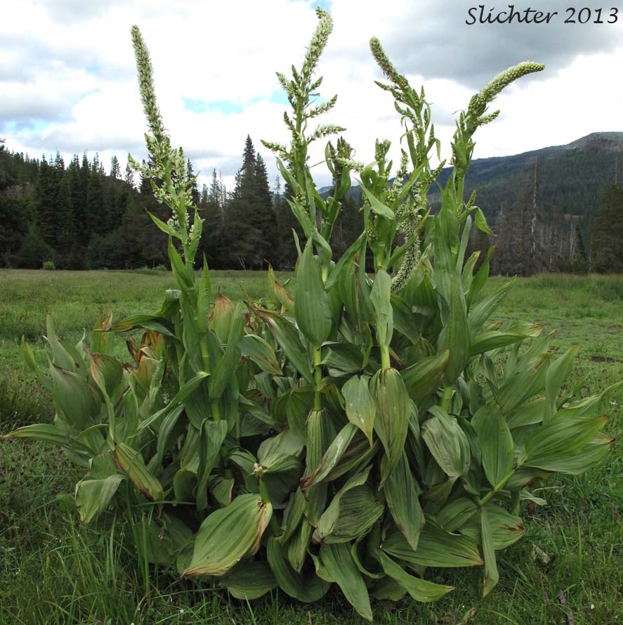 Cascade False Hellebore, California False Hellebore, California Wild Hellebore, Skunk Cabbage, Tailed False Hellebore: Veratrum californicum var. caudatum (Synonym: Veratrum caudatum)