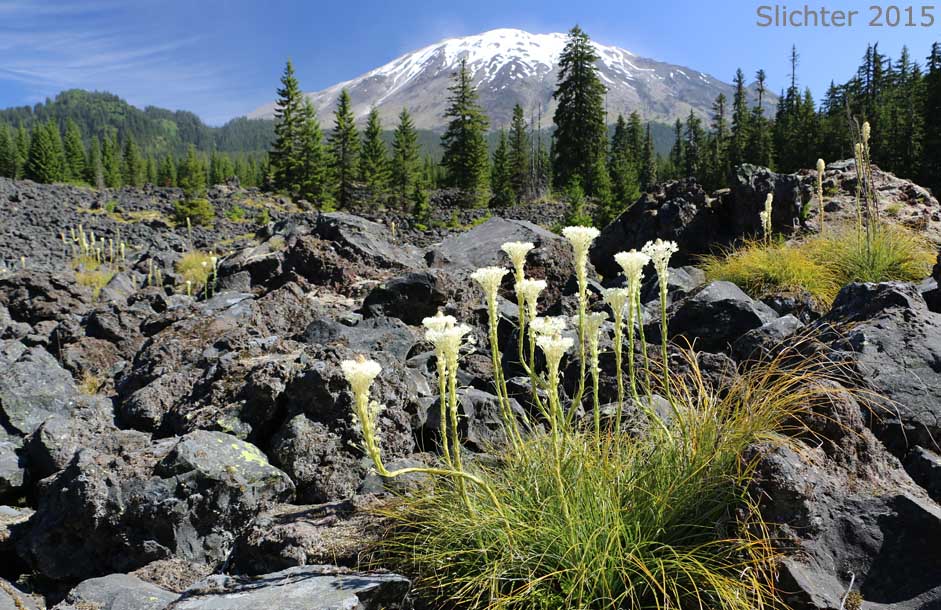 Bear Grass, Common Beargrass, Western Turkeybeard: Xerophyllum tenax (Synonyms: Helonias tenax, Xerophyllum douglasii)