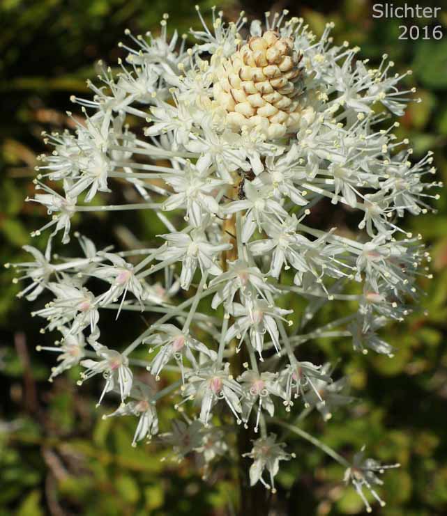 Inflorescence of Bear Grass, Common Beargrass, Western Turkeybeard: Xerophyllum tenax (Synonyms: Helonias tenax, Xerophyllum douglasii)