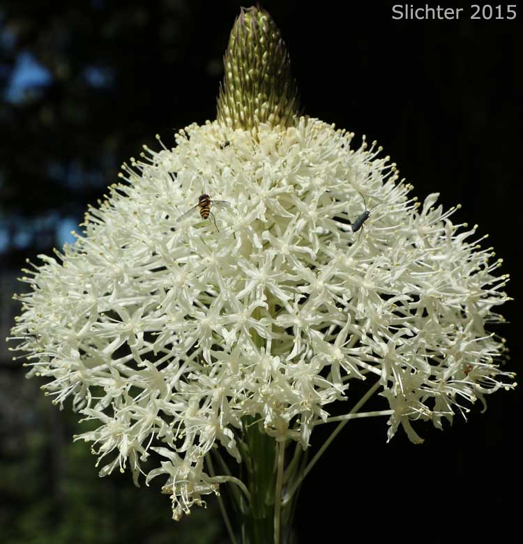Bear Grass, Common Beargrass, Western Turkeybeard: Xerophyllum tenax (Synonyms: Helonias tenax, Xerophyllum douglasii)