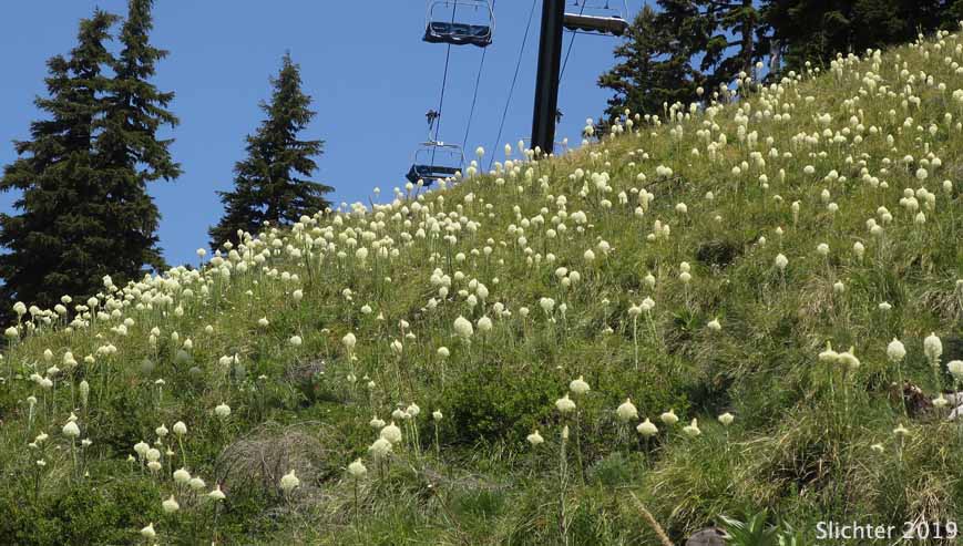 Bear Grass, Common Beargrass, Western Turkeybeard: Xerophyllum tenax (Synonyms: Helonias tenax, Xerophyllum douglasii)